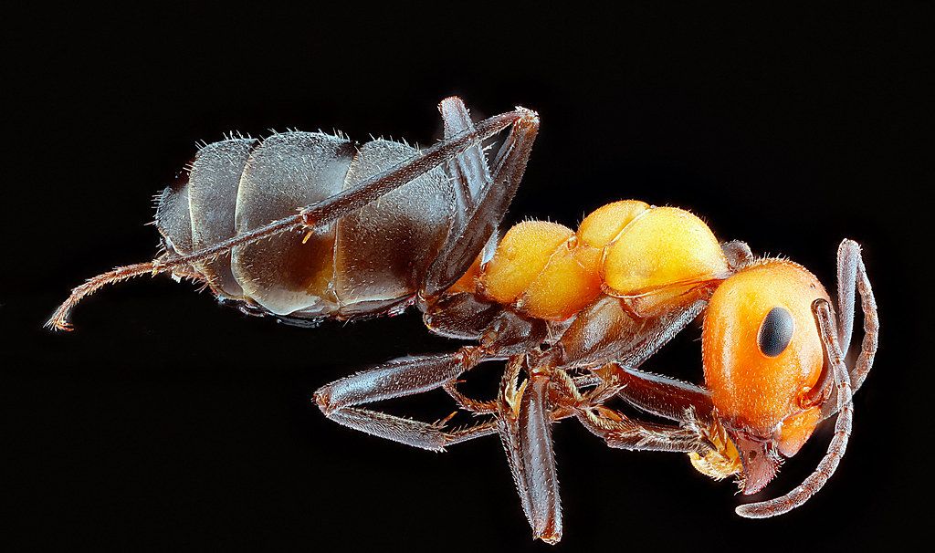 Ant Control service in San Jose, CA