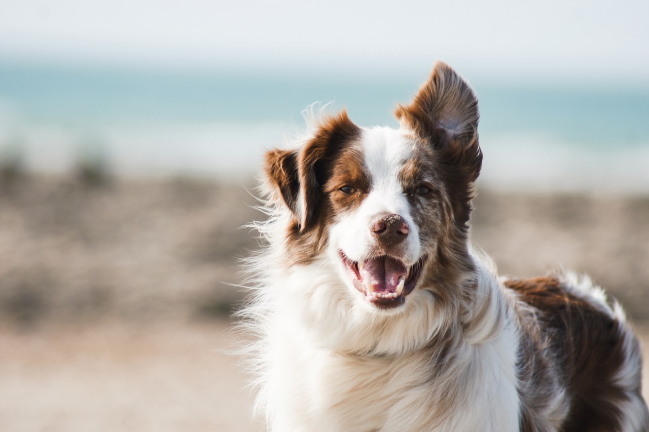 Flea & Tick Control service in San Jose, CA