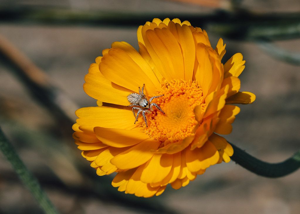 Spider Control service in San Jose, CA